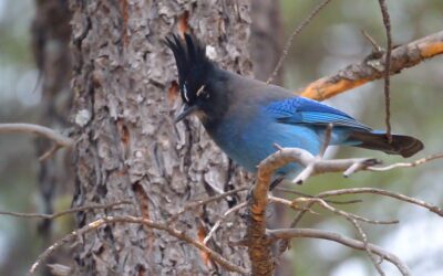 Let’s ID Some BIrds!