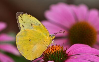 It’s Peak Butterfly Season!