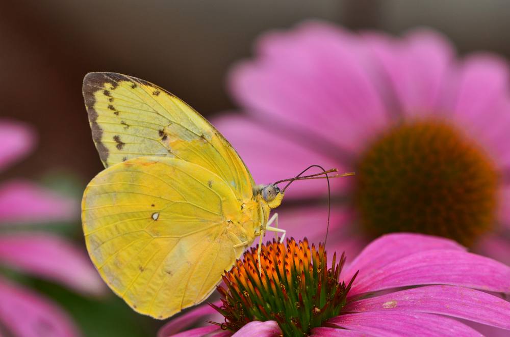 It’s Peak Butterfly Season!