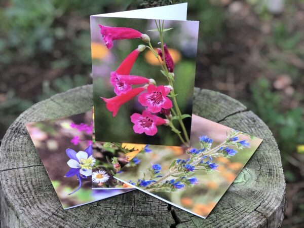 Native Wildflower Cards