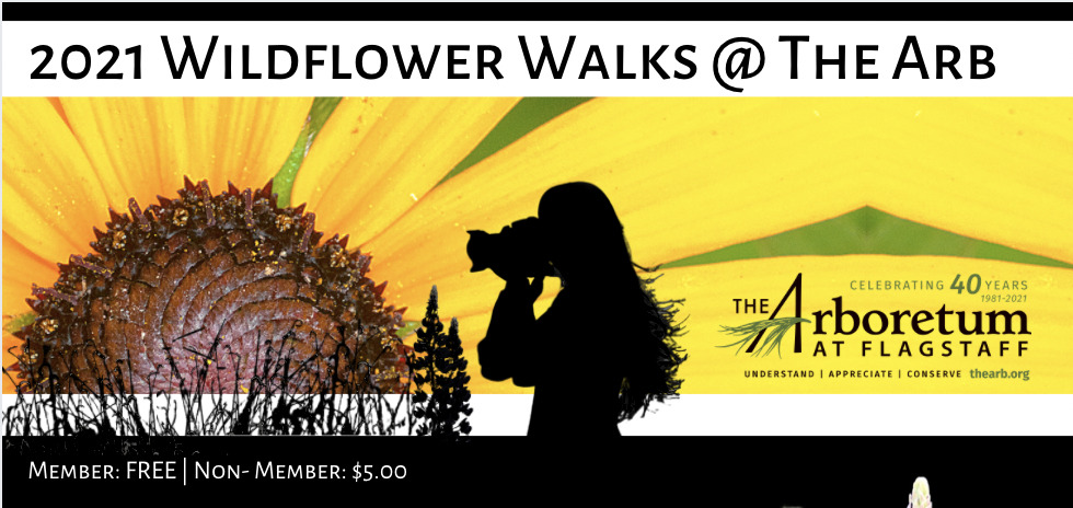 Wildflower Walks @ The Arb: Member: FREE | Non- Member: $5.00 Join our knowledgeable Arboretum staff on a morning walk through the gardens and explore the colorful varieties of native Northern Arizona wildflowers. Please bring water, a camera, comfortable walking shoes & a mask! 9:30 am. Outside. Limited to 10 socially-distanced participants. Reservations required at TheArb.org. May 22 | June 26 | July 24 | August 21 | September 18