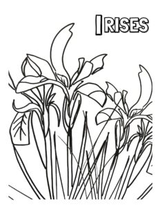 I - Irises