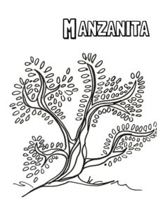 M - Manzanita