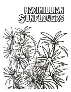 S - Maximillian Sunflower