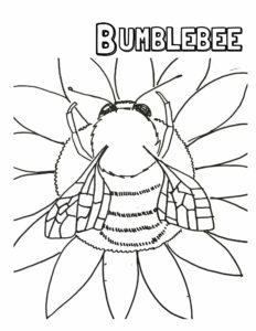 B - Bumblebee