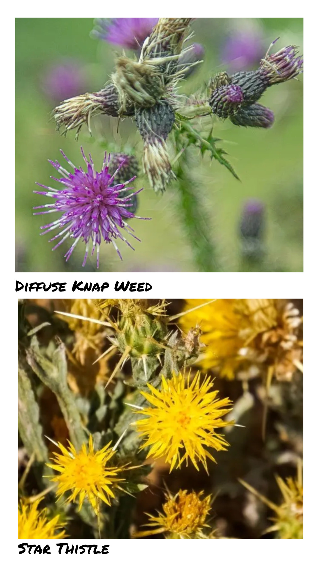 Invasive Weeds include Star thistle and diffuse knap weed.