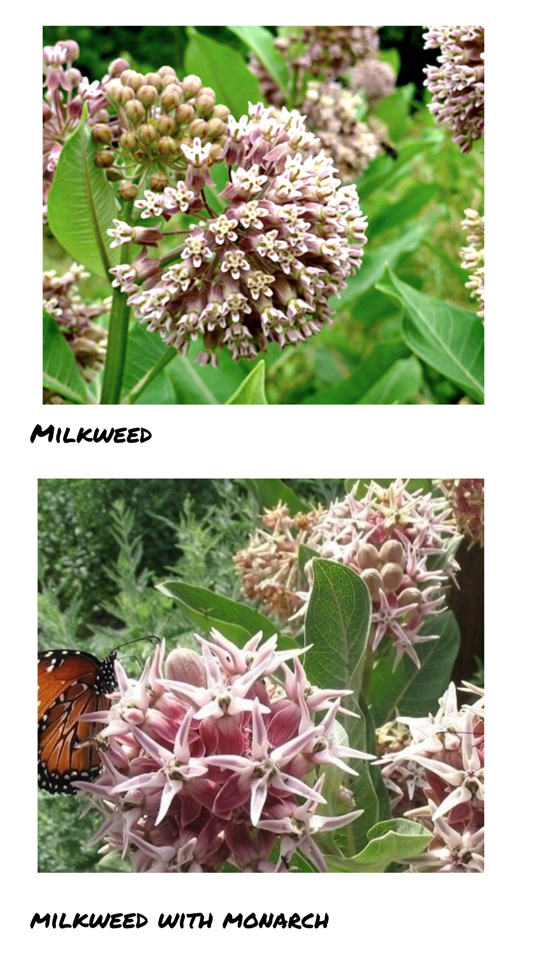 milkweeds and monarch