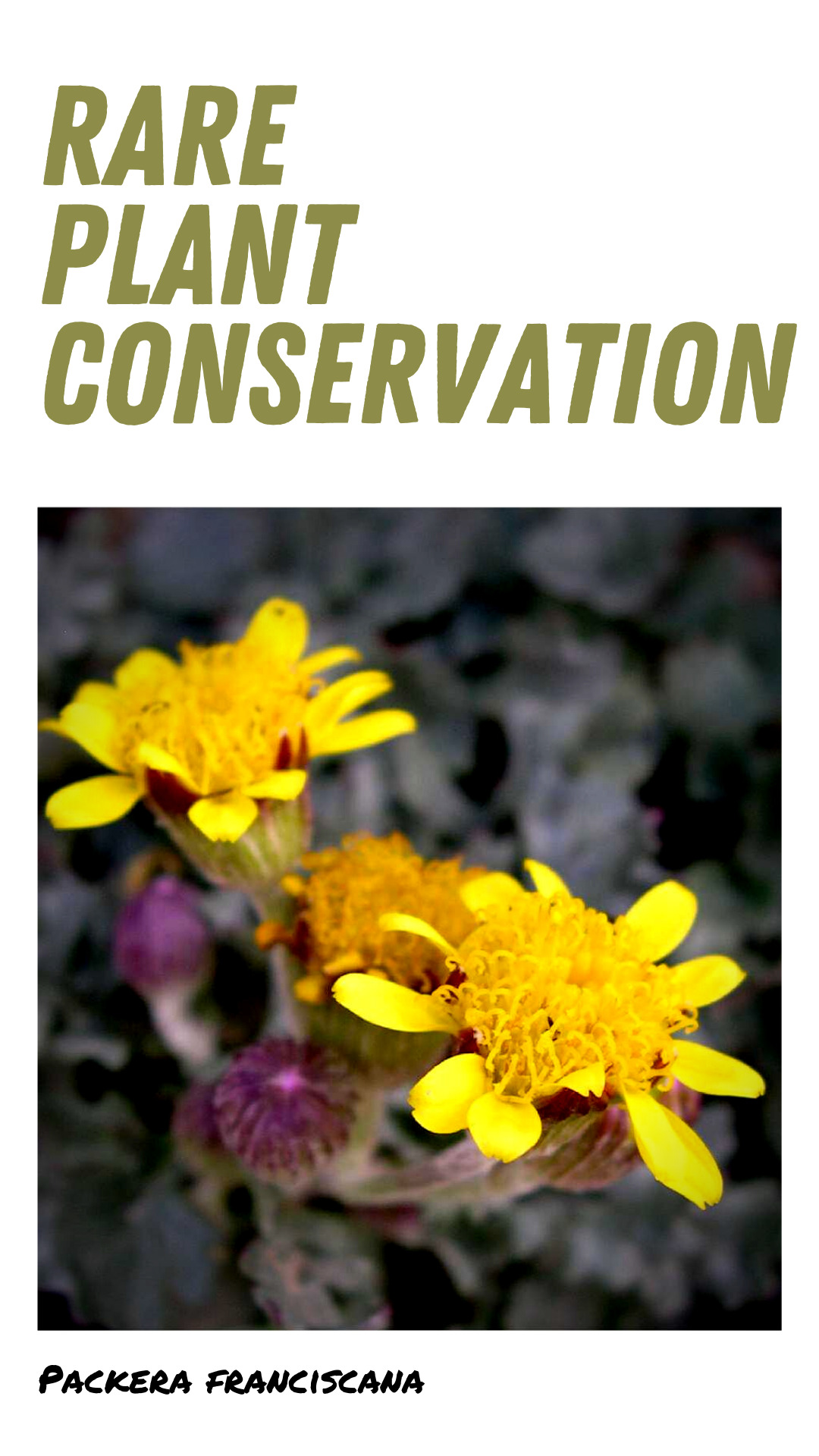 Native Plant Conservation - picture of Packera franciscana