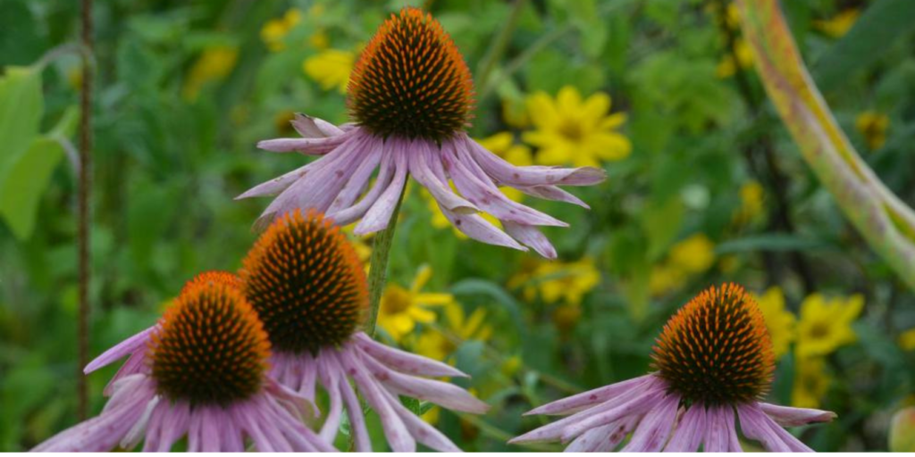Wildflower Walk