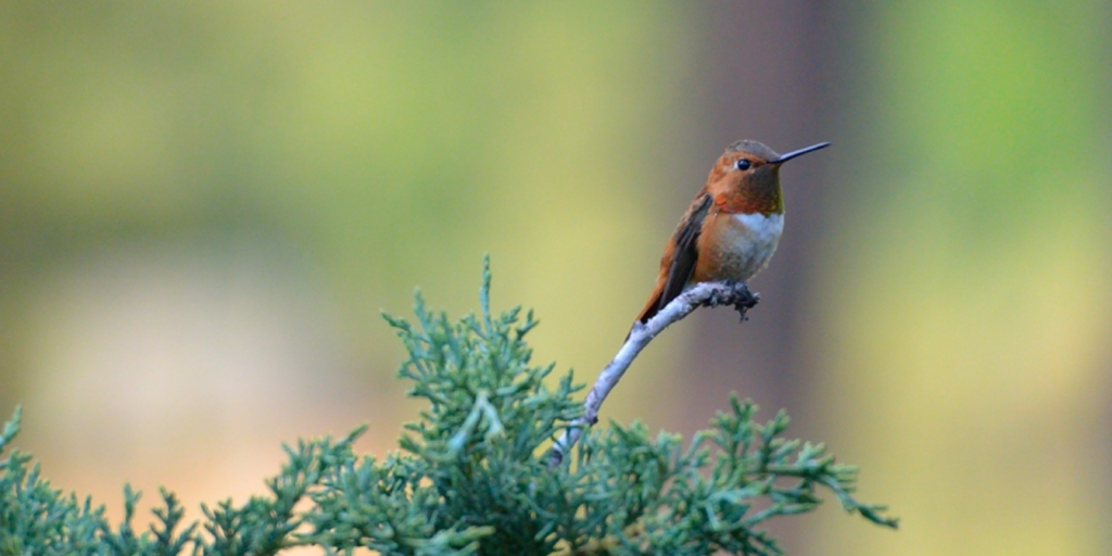 Bird Walk