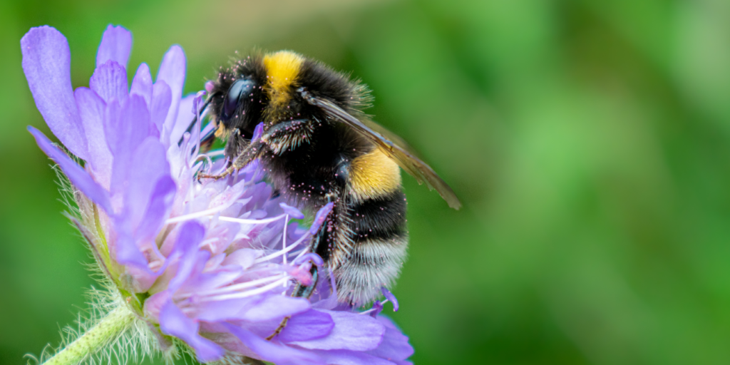 Pollinator Festival banner