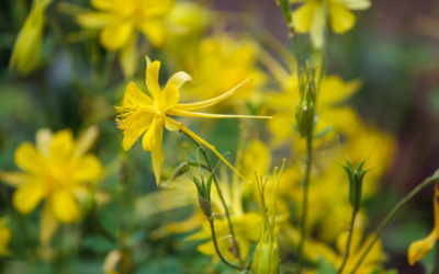 Late Spring Flowers for High Elevations