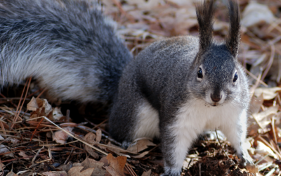 ‘Squirrel Pruning’