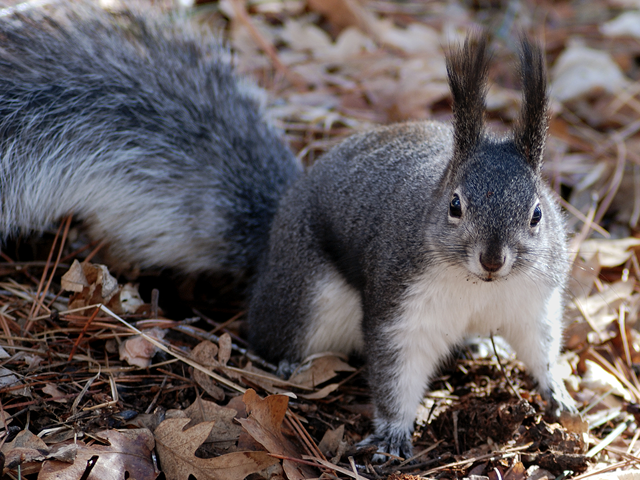 ‘Squirrel Pruning’