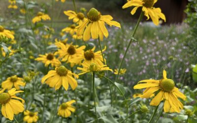 Monsoon Beauty: Rudbeckia laciniata