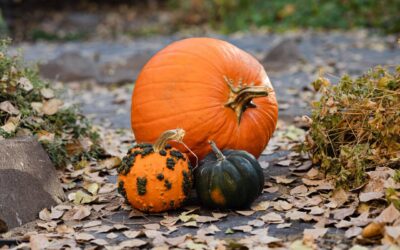 Species of Squash in Spooky Season