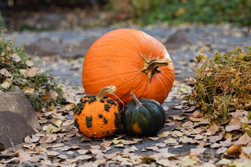 Species of Squash in Spooky Season