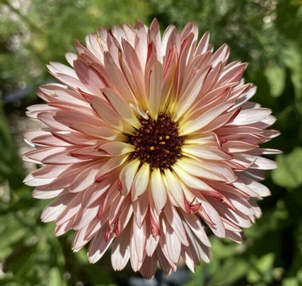 How To Make a Calming Calendula Salve