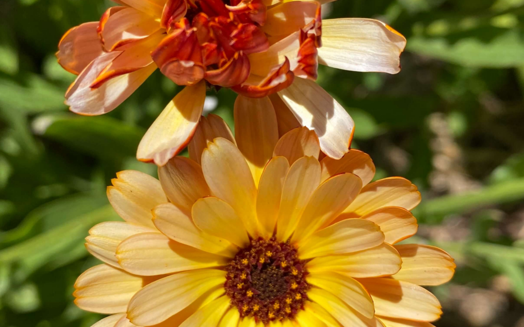 Calendula Salve Making Class (Registration required)