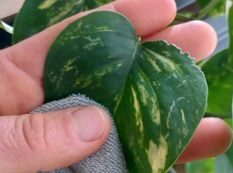 Dusting Houseplants