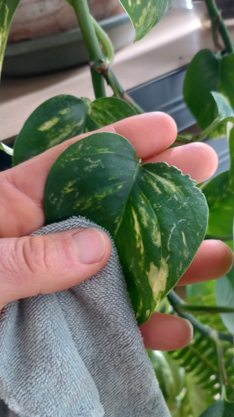 Dusting Houseplants