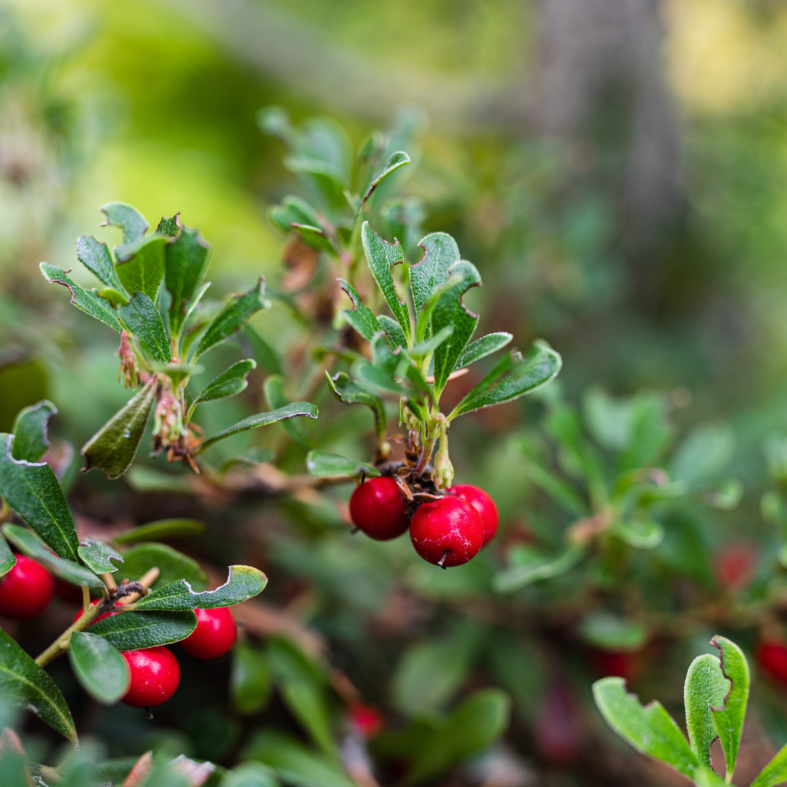 Closeup of Kinnikinnick, a native plant in northern Arizona