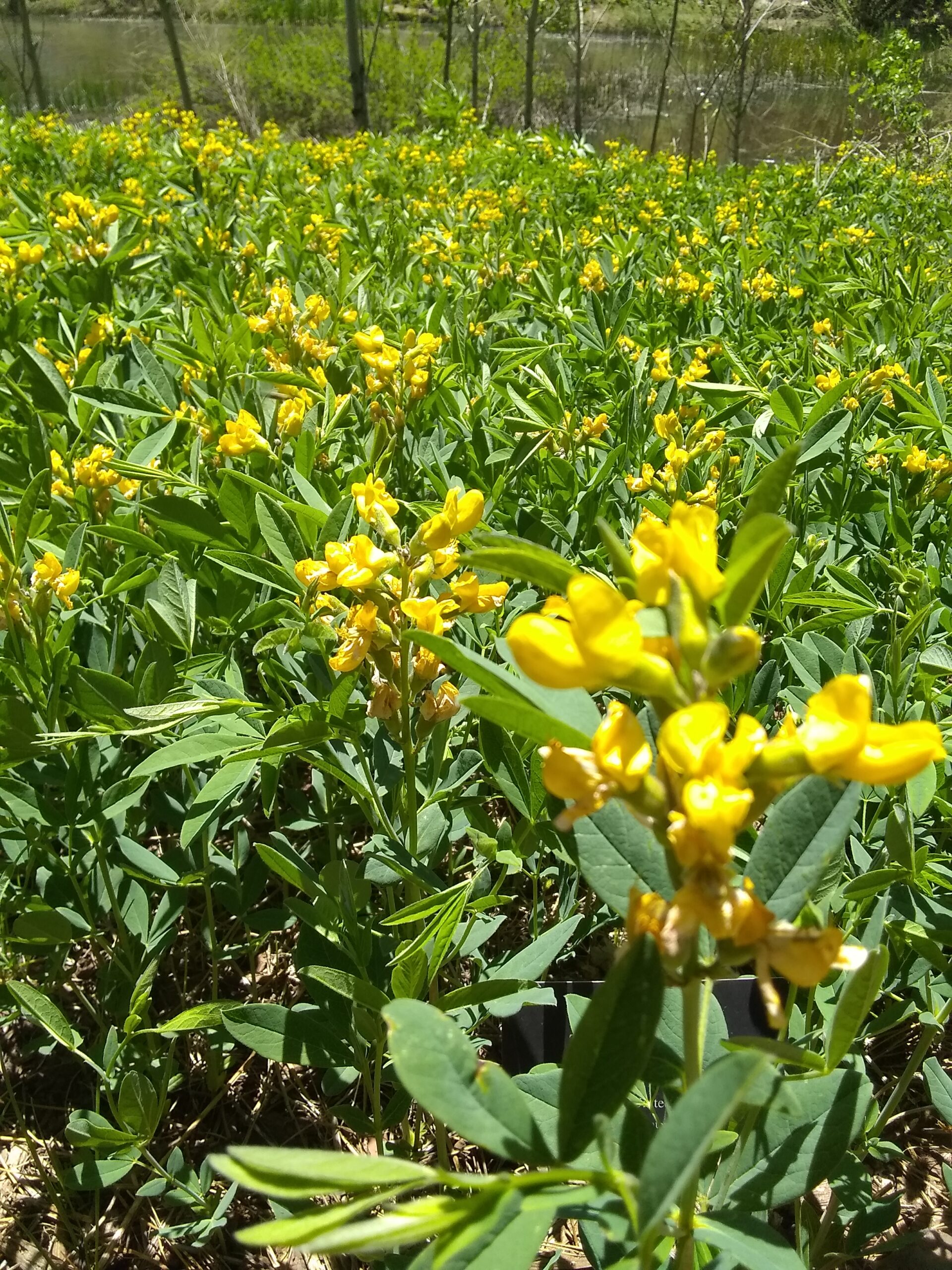 Golden Pea_Arb Maximilian sunflower