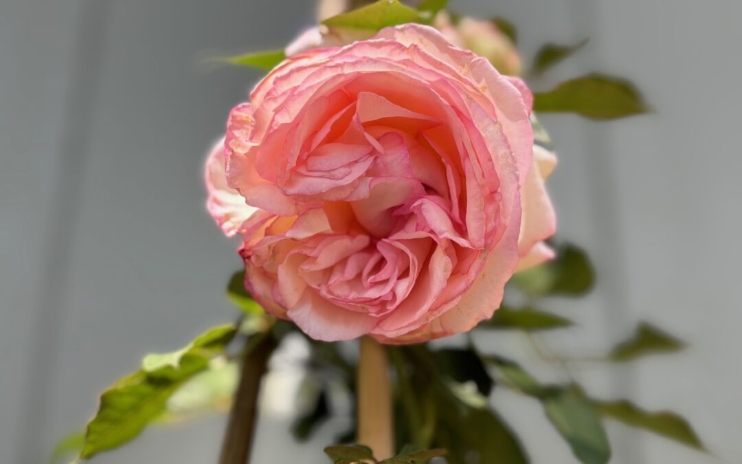 Mother’s Day at the Arboretum!