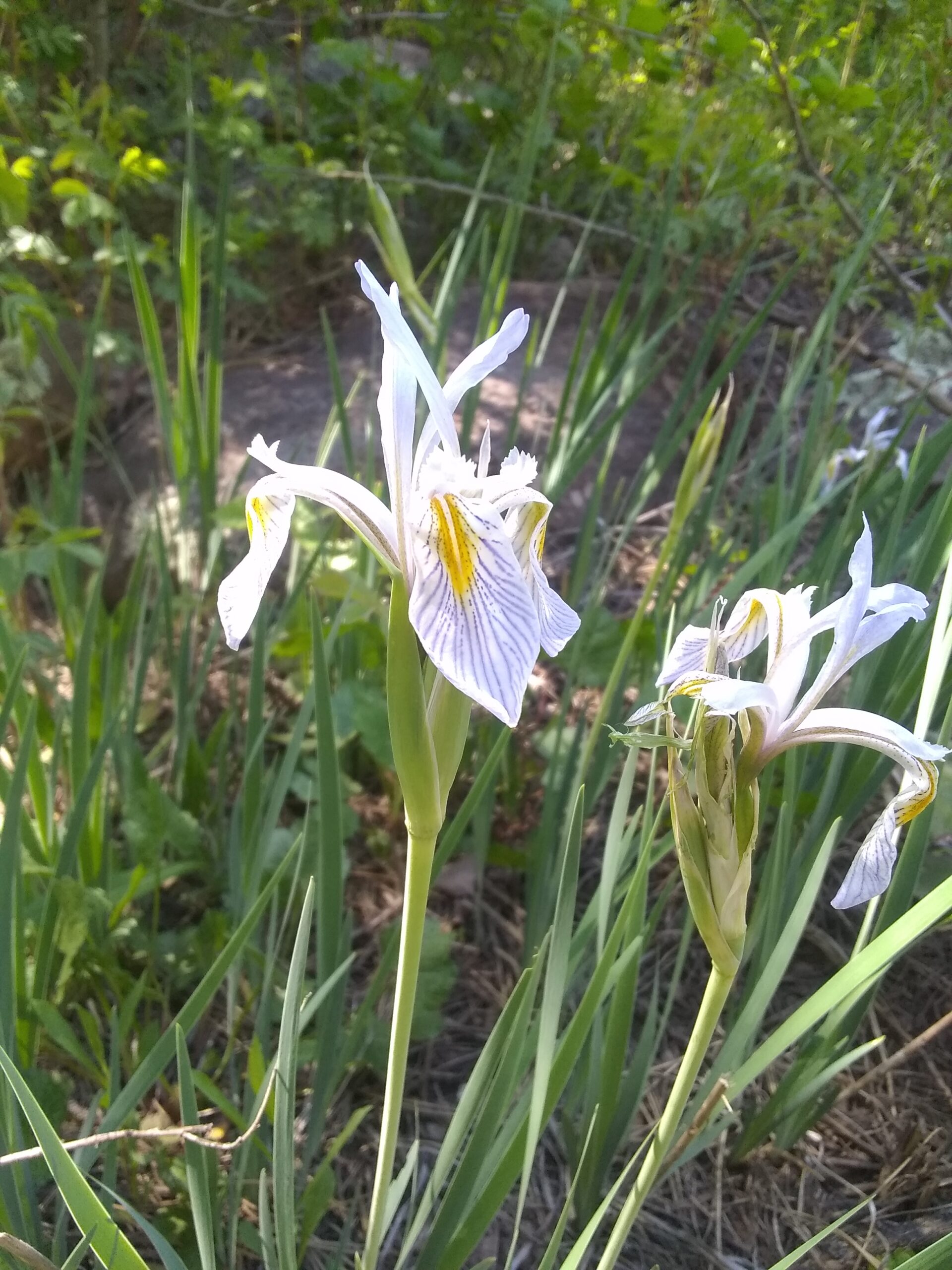 Rocky Mountain Iris_Arb