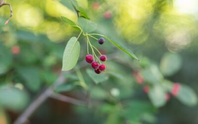 Resources for Local Gardeners