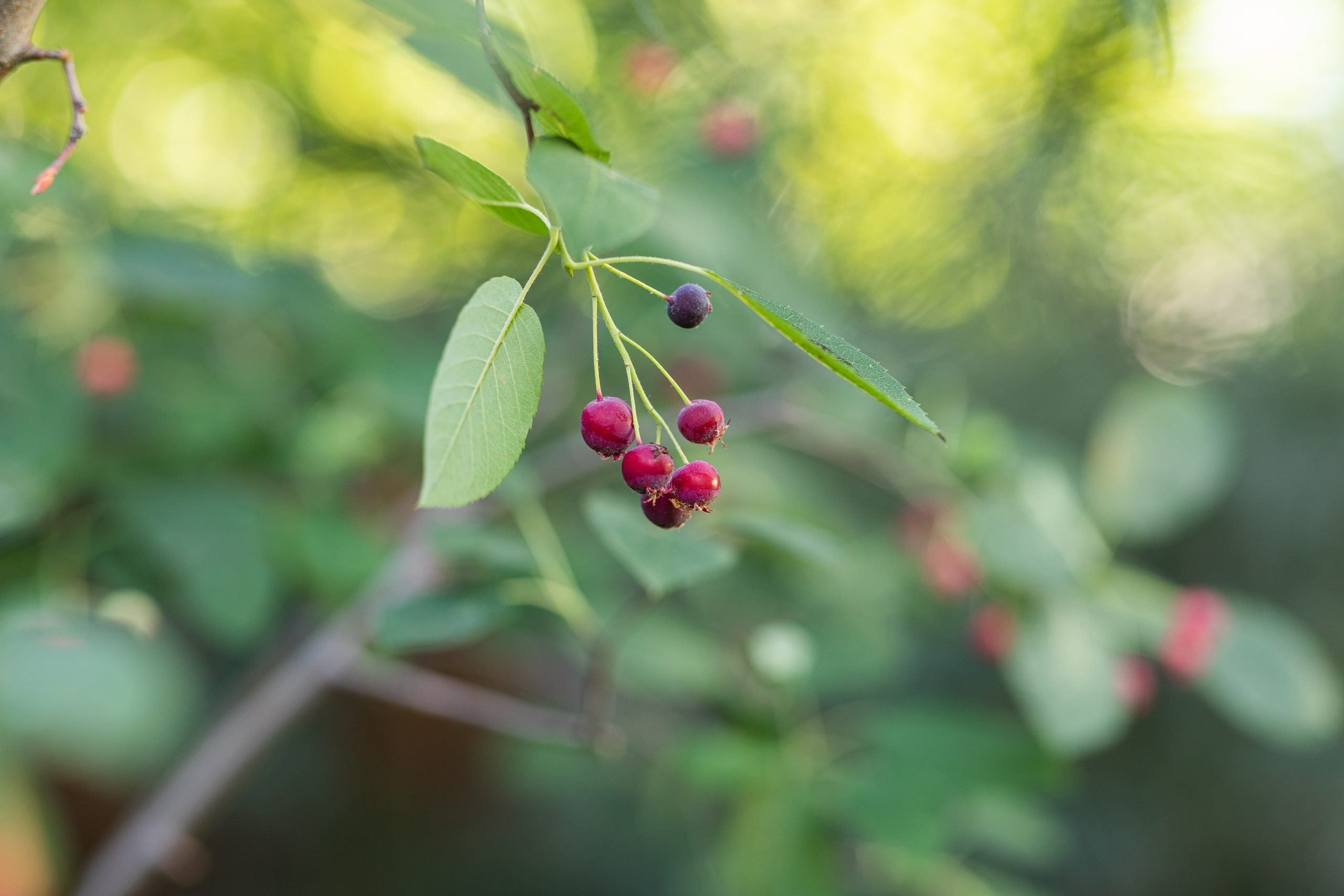 Resources for Local Gardeners