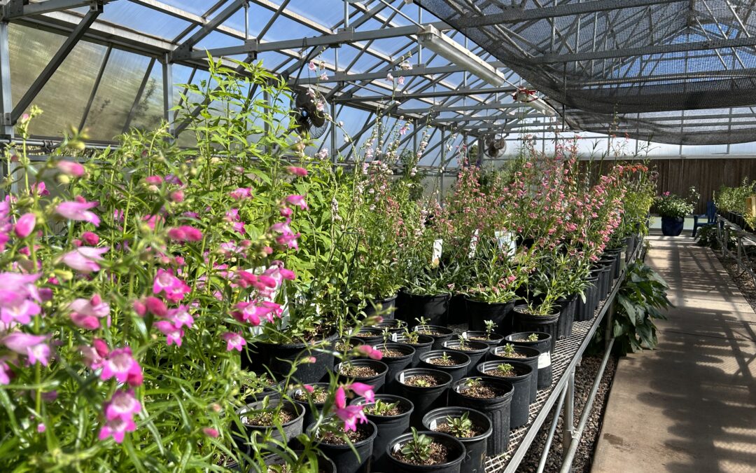Why Buy Plants from The Arb? Plant Provenance
