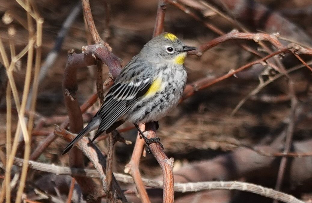 Bird Talk with Margaret Dyekman