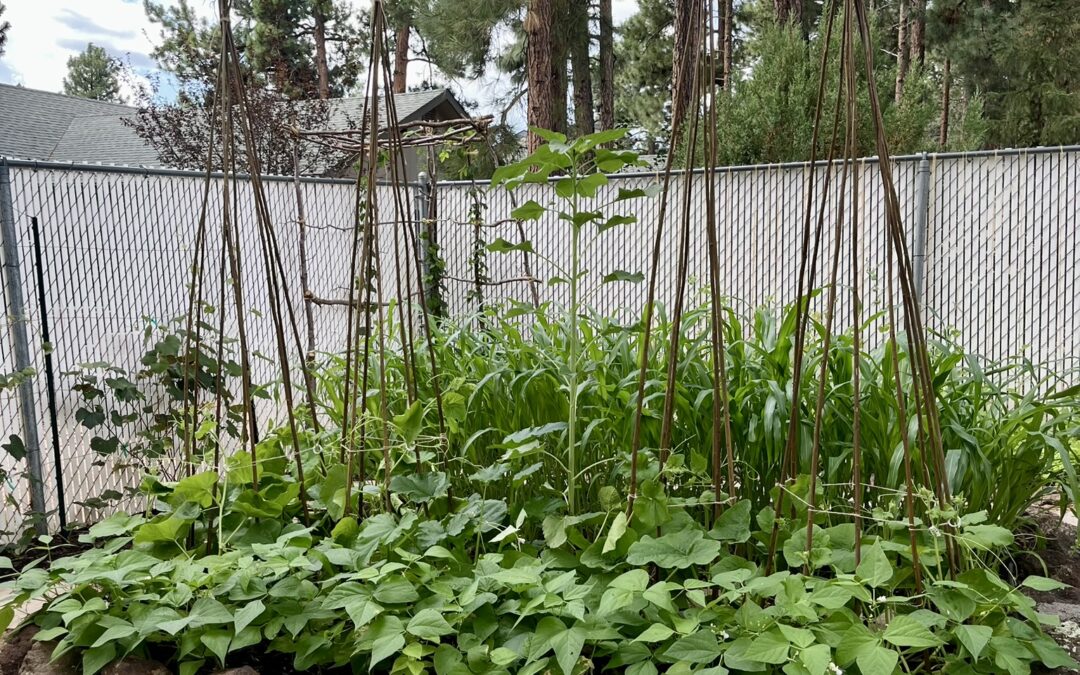 Tips for Growing Warm Season Crops