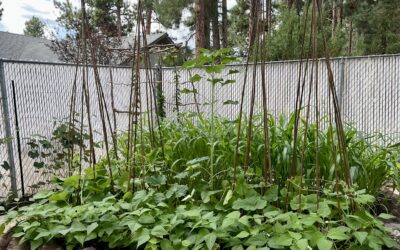 Tips for Growing Warm Season Crops