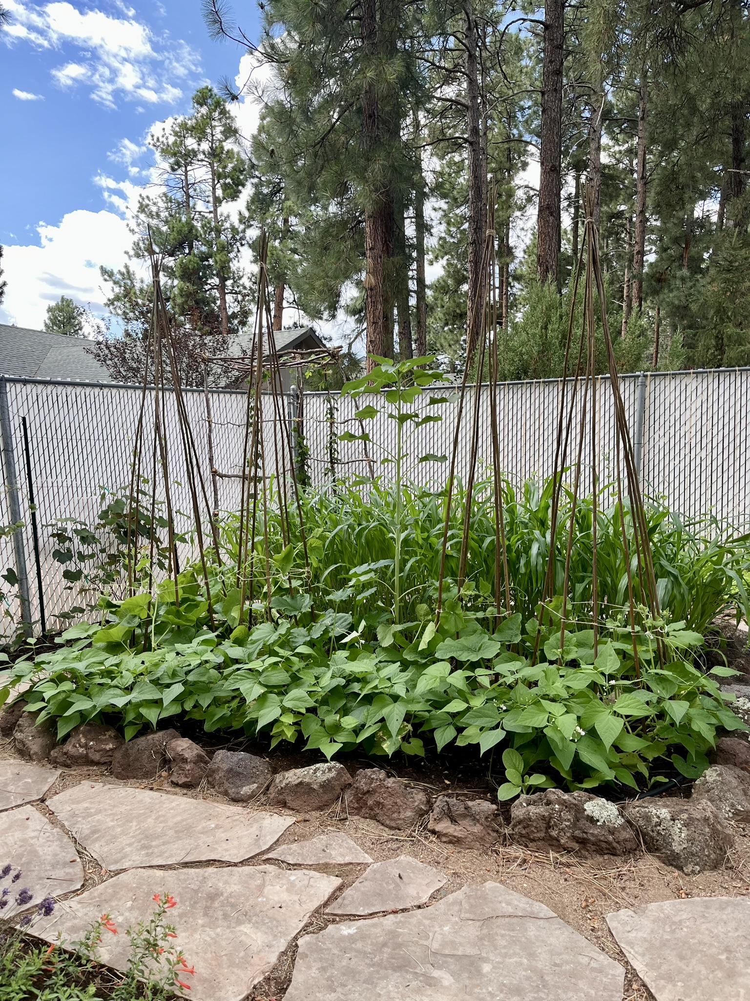 Tips for Growing Warm Season Crops