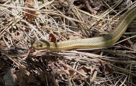 Snakes: Friend or Foe?