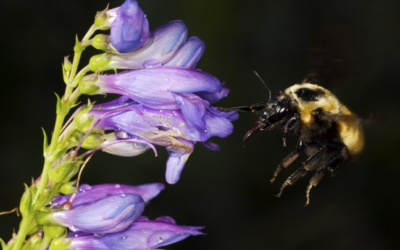 Peak Penstemon Season: Between Spring Rains and Monsoon Dreams