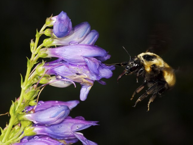 Peak Penstemon Season: Between Spring Rains and Monsoon Dreams