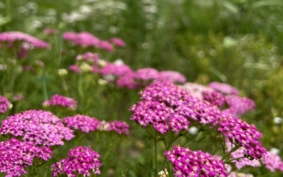Planting in June vs. Planting with Monsoons
