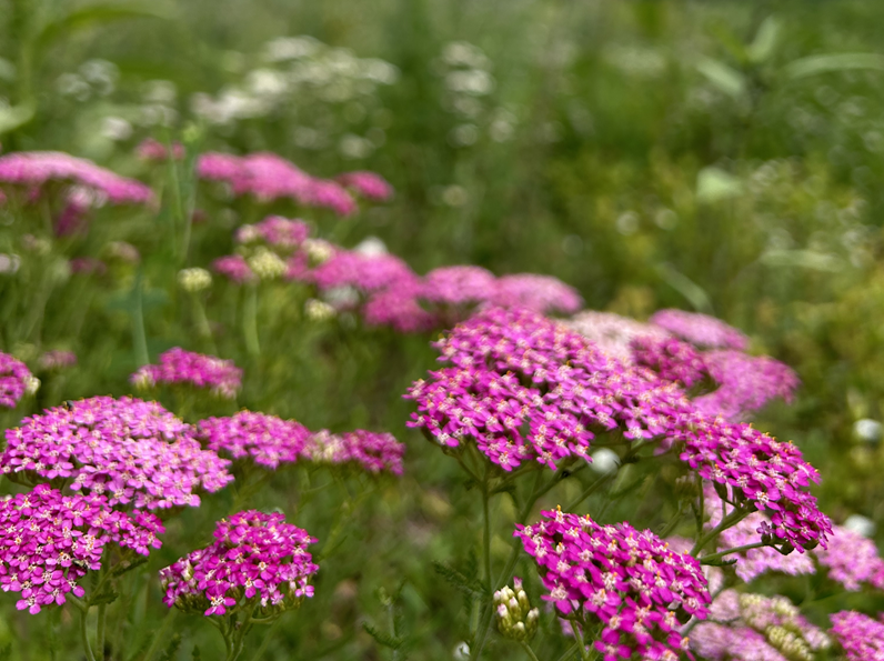 Planting in June vs. Planting with Monsoons