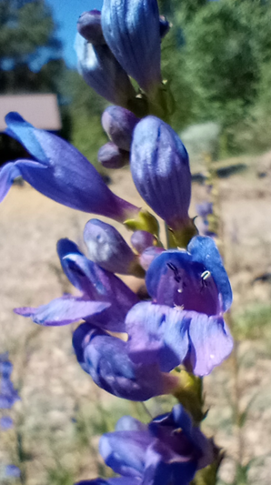 Penstemon strictus- close up. Bee magnet - resize