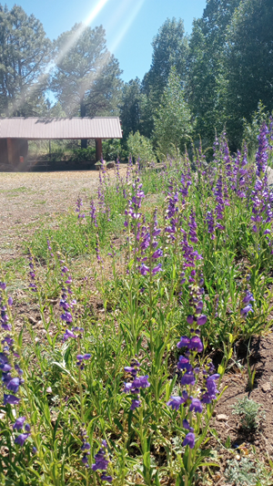 Penstemon strictus patch at the Ramada - resized Prairie Smoke flowers at the Arb