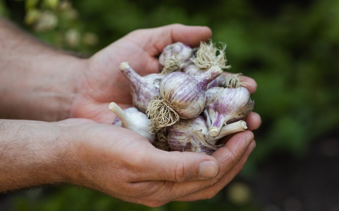 How to Harvest Garlic This Time of Year