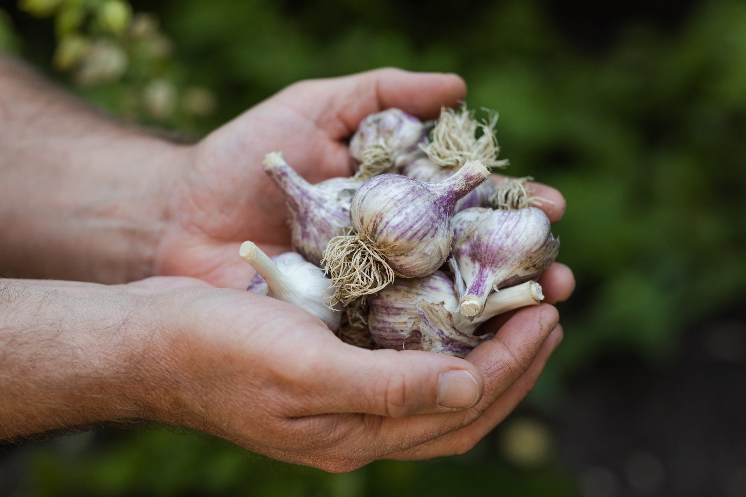 How to Harvest Garlic This Time of Year