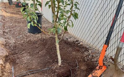 Drip Irrigation Pointers
