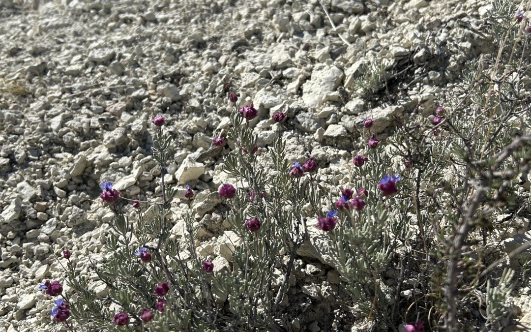 Rare Plant Seeds