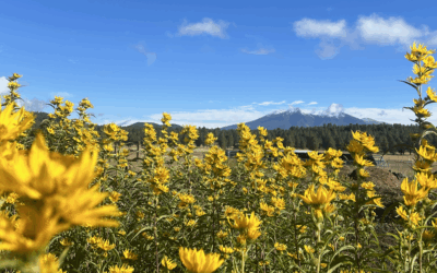 Fall Planting & Late Season Bloomers