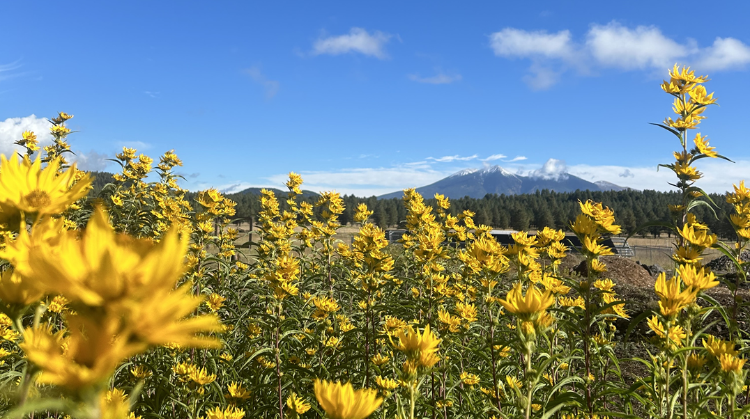 Fall Planting & Late Season Bloomers