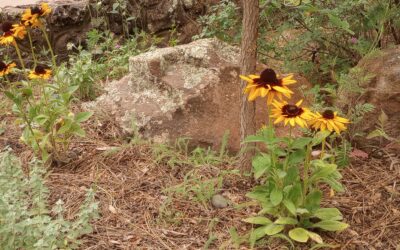 Planting Perennials: Tips for Happy Plants